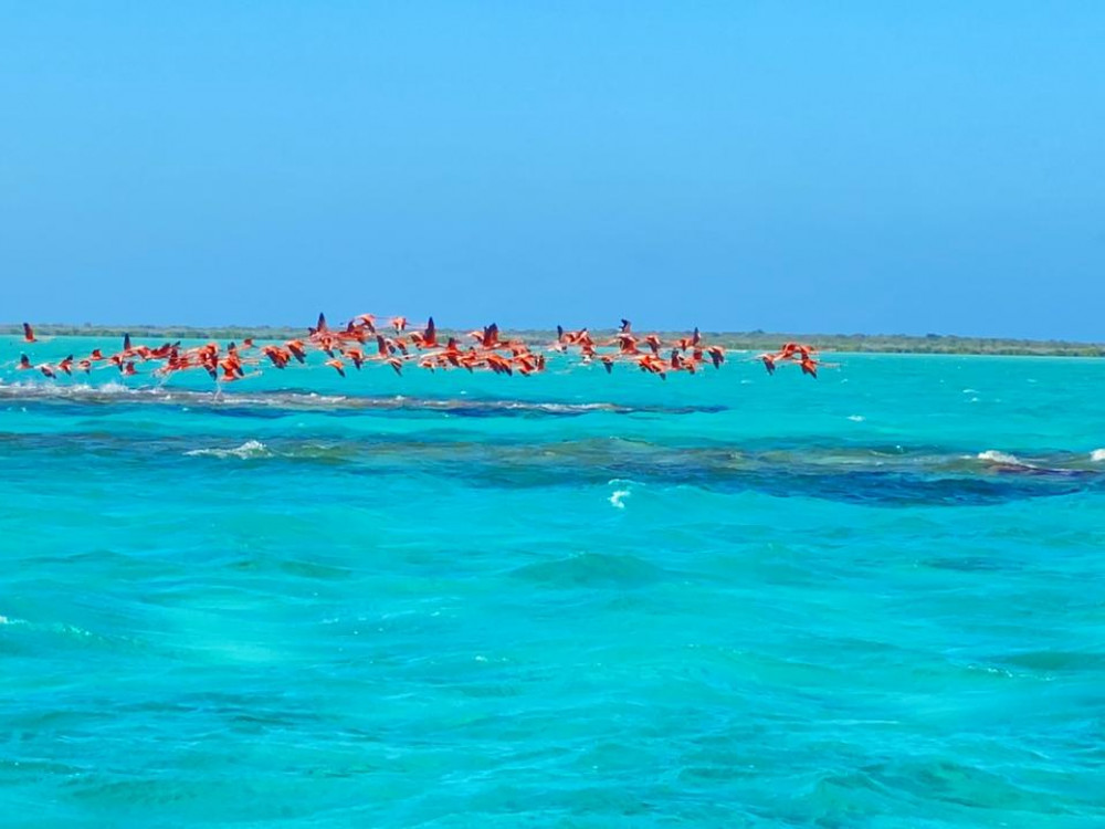 Anegada