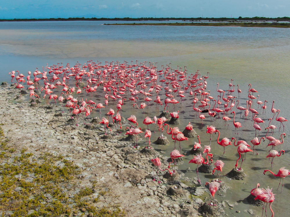 Anegada Flamingos