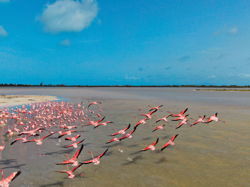 Anegada Pink Flamingos